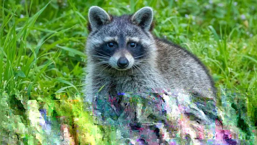 2. Raccoon AI配图(2)